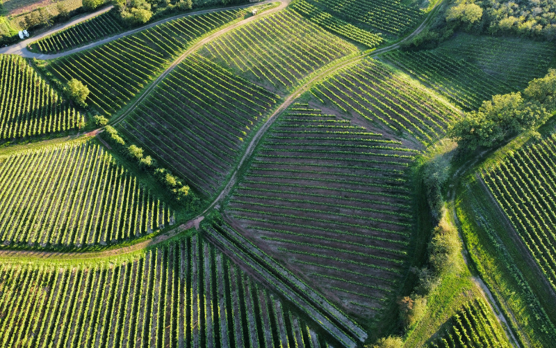 Les vins du Sud-Ouest : authenticité, caractère et renouveau 