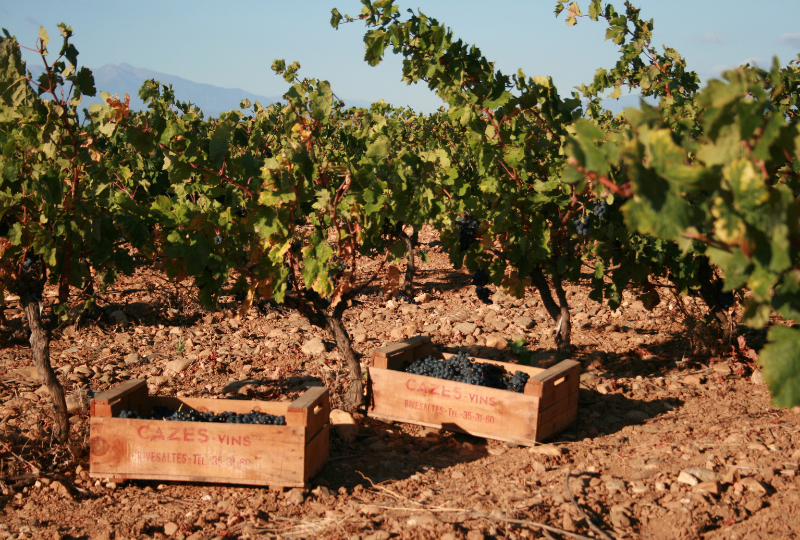 Vendanges 2025: Lorsque la vigne livre ses fruits