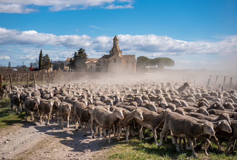 Respect de l'environnement : quand le vin se fait durable 
