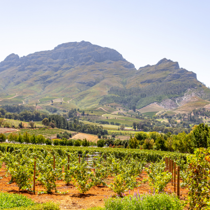 A la découverte des vins d'Afrique du Sud